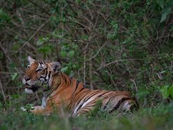 20211002175238 Tiger laying down in Nagarhole